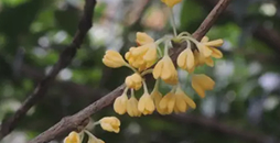 人闲桂花落，天凉景物清